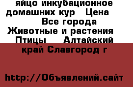 яйцо инкубационное домашних кур › Цена ­ 25 - Все города Животные и растения » Птицы   . Алтайский край,Славгород г.